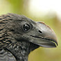 Jumbybird Avatar