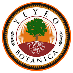 Yeyeo Botanica net worth