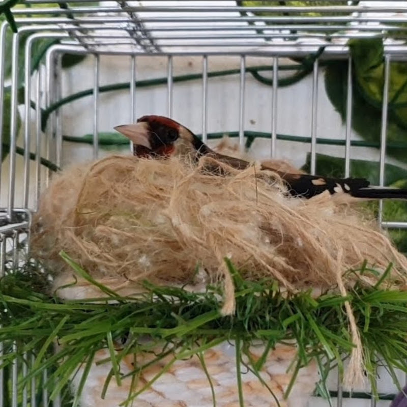 الكناري و الحسون مع سامي محيوس