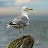 Sad Seagull