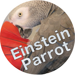 Einstein Parrot Avatar