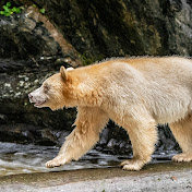 Spirit Bear Lodge