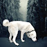 lwNmi_wusWE-channel-avatar-My DOG