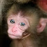 Hv3wqQaLkuo-channel-avatar-Baby Monkey J