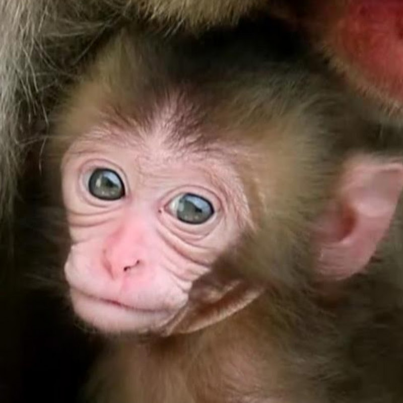 Baby Monkey J icon