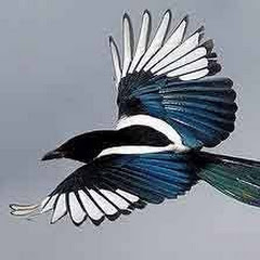 TONY NORTH EASTERN Avatar