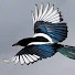 _JJuY8t_jQ4-channel-avatar-TONY NORTH EASTERN