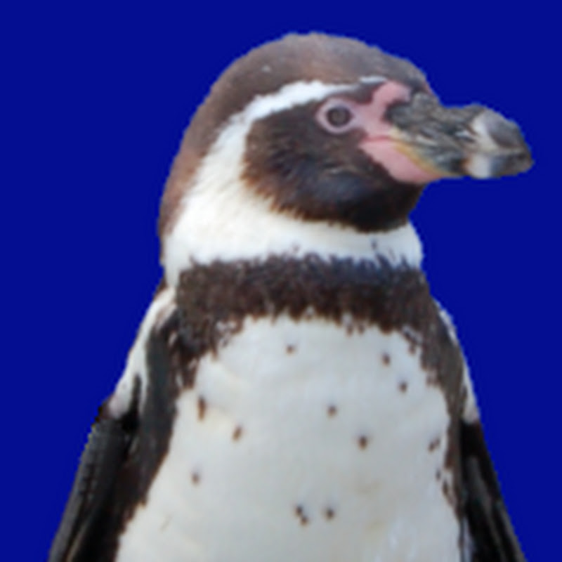 Penguin Tutor Logo