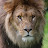 @LionKing-c9y