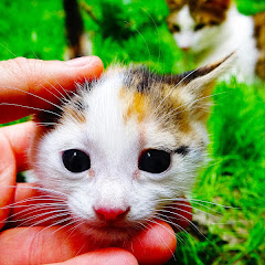 Lucky Paws avatar