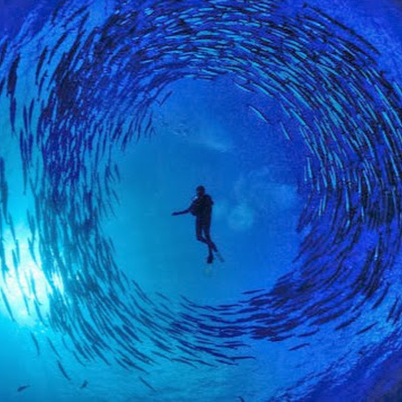 oceanzulliveaboard