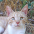 8TTg6pde52Y-channel-avatar-2Stray Cats
