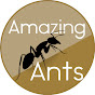 Amazing Ants logo