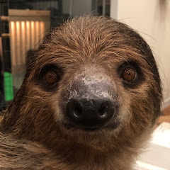 Sloth Of Makechan ナマケモノのマケちゃん