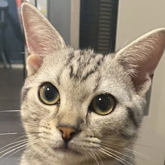 アルルのねこねこチャンネルアイコン画像