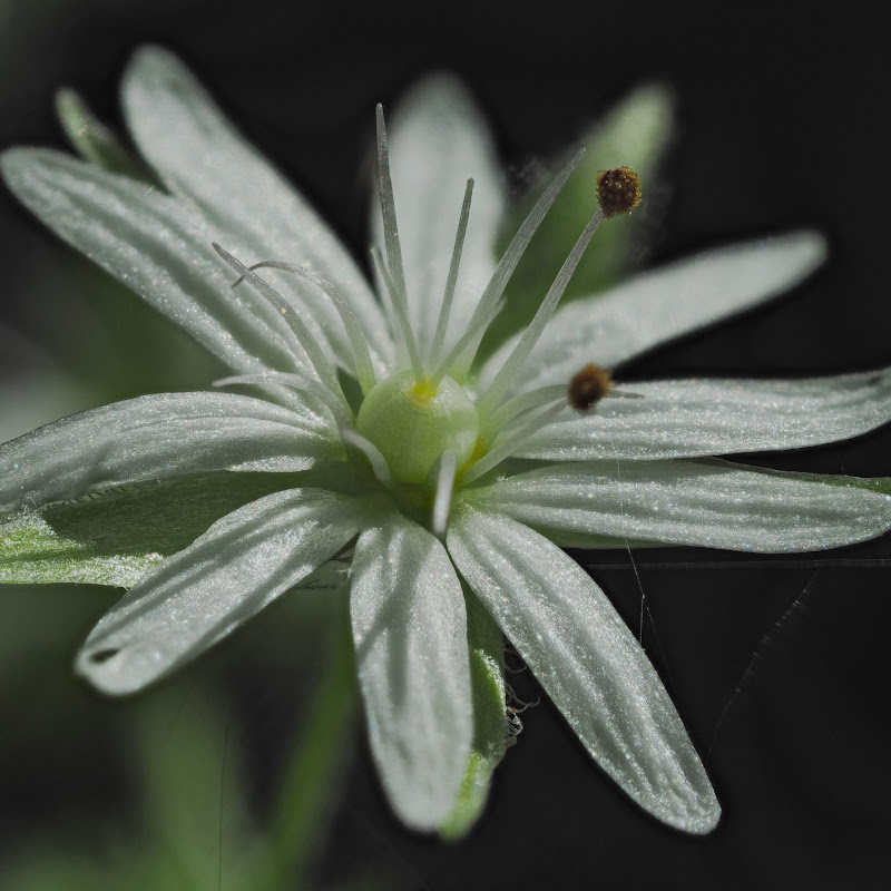 Ohio Plants Online
