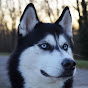 Husky Anuko