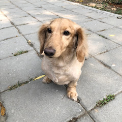 Pai Paiアイコン画像