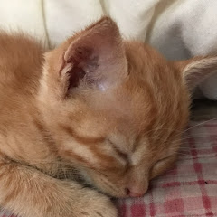 わらびもち