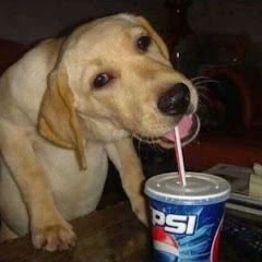 funny dog eat pepsi