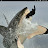 @kingshark3503 Avatar
