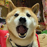 TaRMI3IWD9g-channel-avatar-柴犬でんちゃん