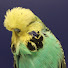 -Gh971MWGV4-channel-avatar-Hellenic Show Budgie Club