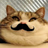 ABfp_o8lHrA-channel-avatar-Just a Cat with a Moustache