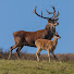 1oDSaR51ceA-channel-avatar-LangbeinWildlife