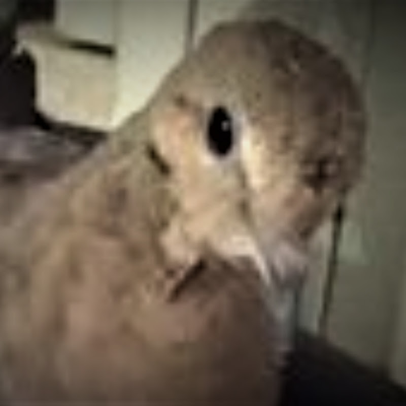 Squab the Builder