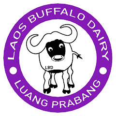 Laos Buffalo Dairy