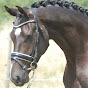 Bluehorse Equestrian Mediation logo