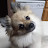 @pomeranianchannel