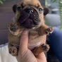 Miniature