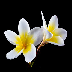 محمود القاضي