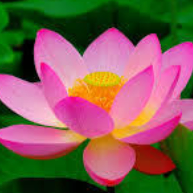 芸能チャンネル 蓮のサムネイル