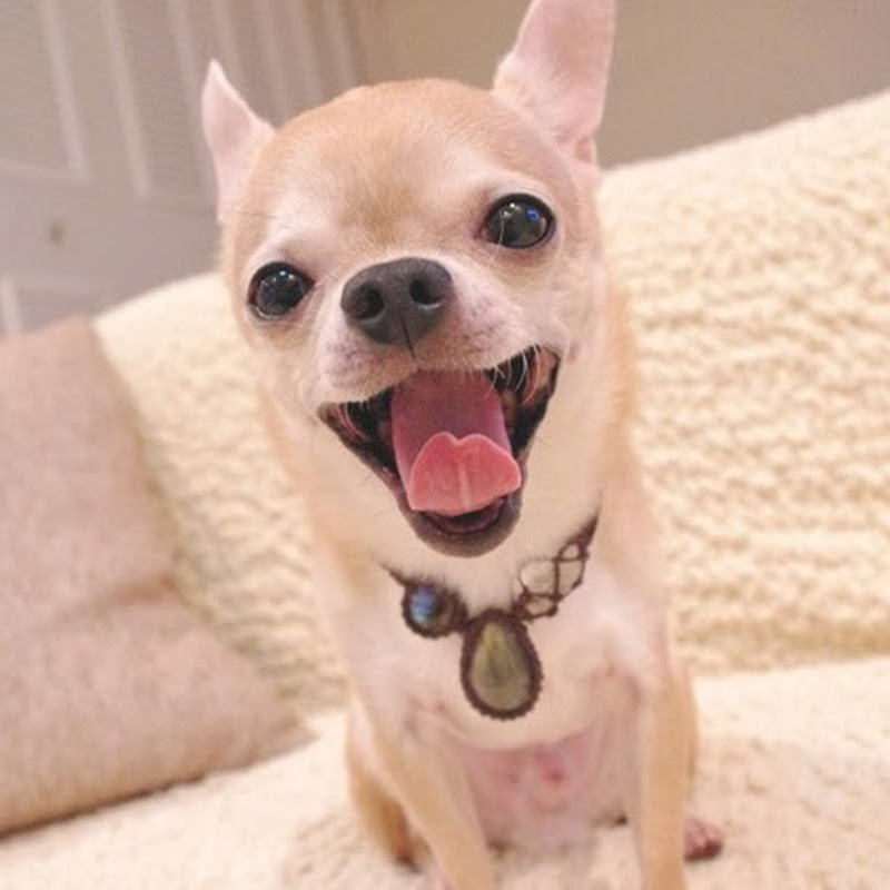 Binosusume Machinのサムネイル