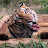 Tiger Whisperer