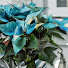 Foertmeyer & Sons Fundraising Company gallery image 1