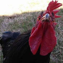 Frog The Rooster