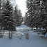 wDKtnPDfICA-channel-avatar-From the Woods