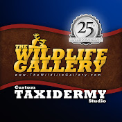The Wildlife Gallery Taxidermy