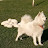 samoyed samoyed3434