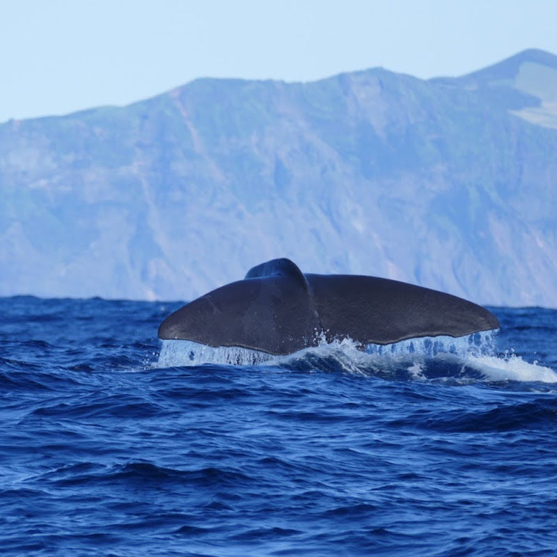 klassenzimmeruntersegeln-og3wq