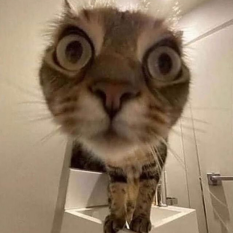 Crosseyedsnaggletooth y
