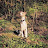 @roowhippet411's avatar