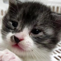 cutecat2アイコン画像