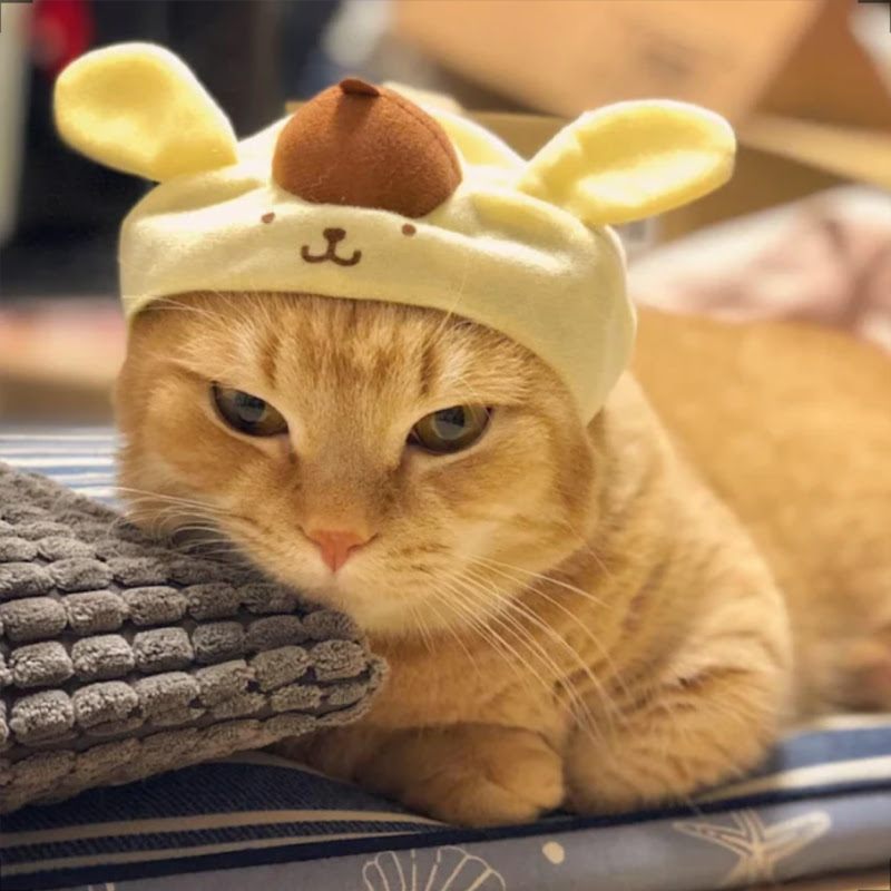 短足マンチカンのプリンとメルのサムネイル