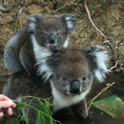 Unique Koala Encounters