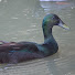 GgR7PTneURs-channel-avatar-PitchQuack303 c